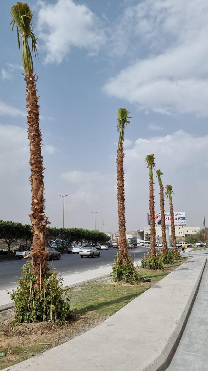 Roadside palms and planting along a finished route